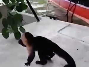 Isla de Los Monos - Mono 600x450