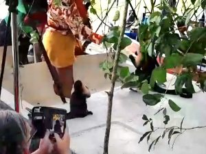 Isla de Los Monos - interactuando monos 600x450